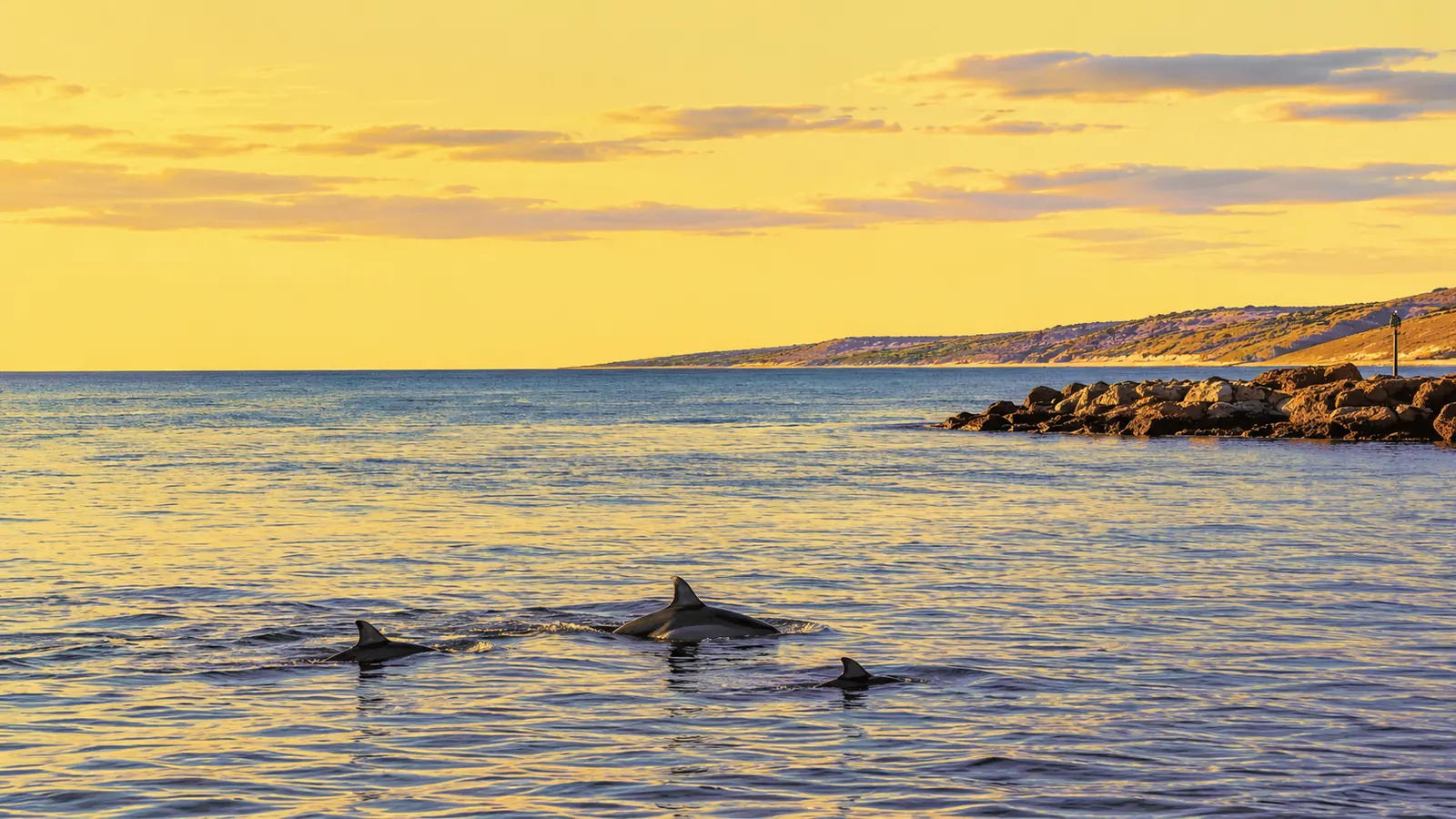 Sanctuaire des dauphins d'Adélaïde
