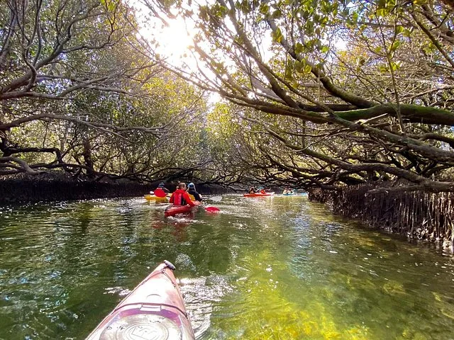 Kayakistes pagayant dans un étroit chenal de mangroves ensoleillé au sanctuaire des dauphins d'Adélaïde