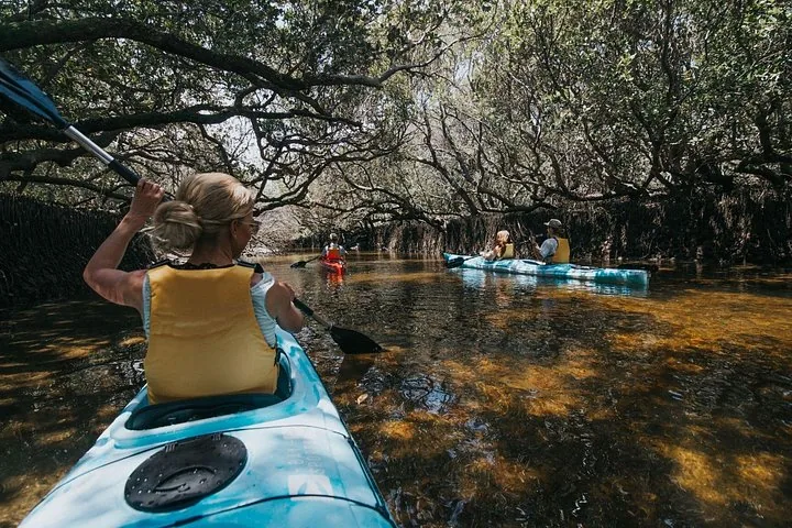 Personas haciendo kayak por un denso bosque de manglares a la sombra en el Santuario de Delfines de Adelaida