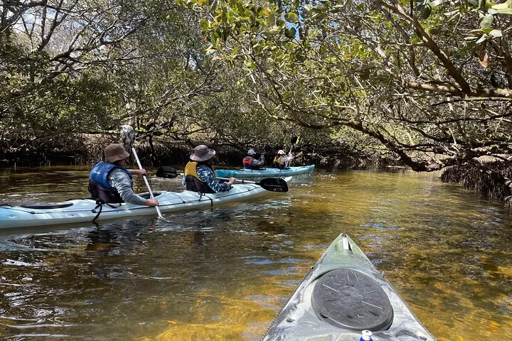Kayakistas navegando por un arroyo de manglares moteado por el sol en el Santuario de Delfines de Adelaida