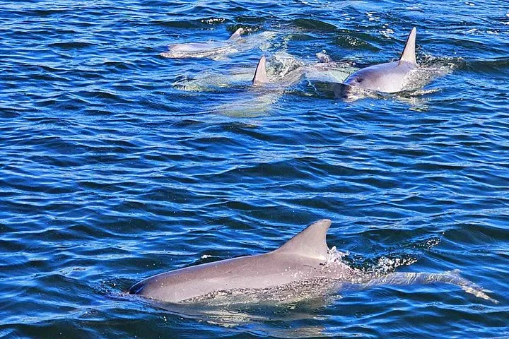 Un groupe de dauphins nageant près de la surface de l'eau bleue